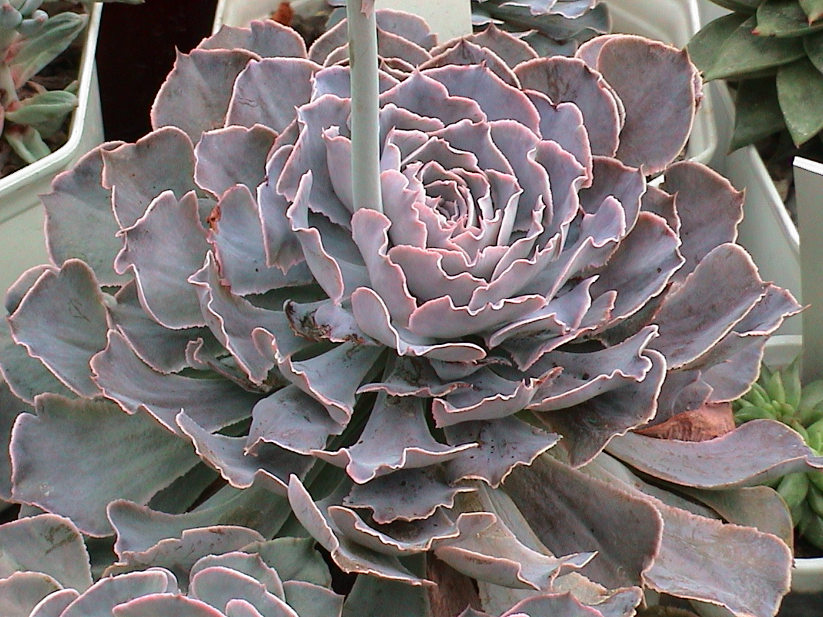 Коллекции растений ЦСБС СО РАН - Echeveria shaviana E.Walther ...